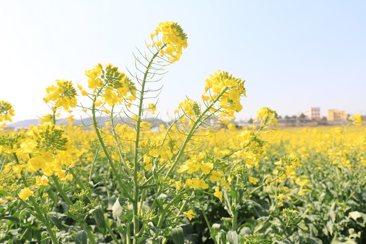 油菜花田。