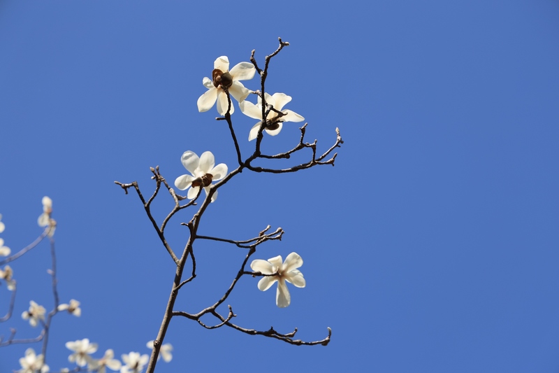 人民公園雪白的玉蘭。