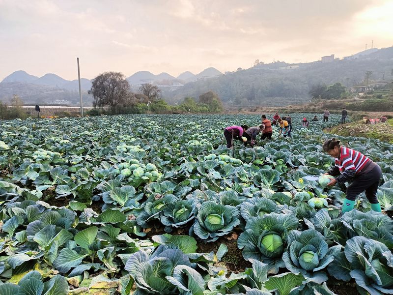 暗流河村蔬菜產銷合作社的種植基地。