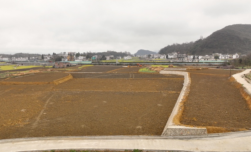 民樂村的高標準農田一角。代勝強 攝.jpg