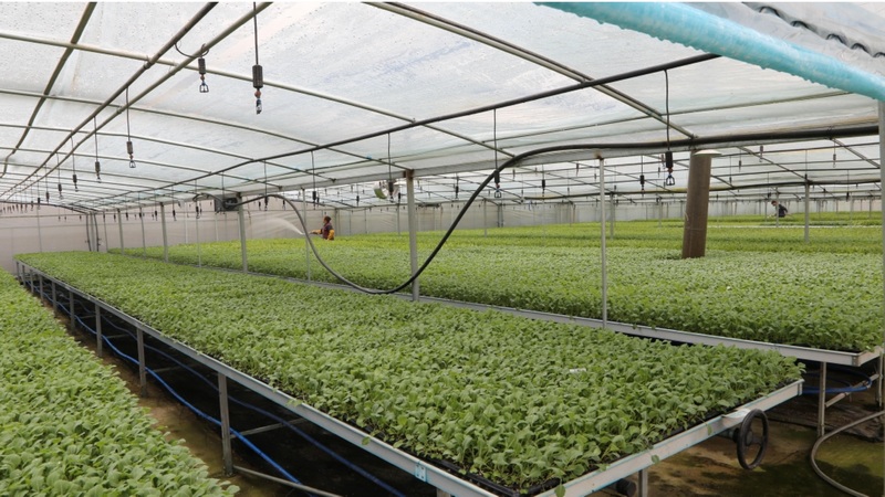 溫室大棚內可移動的育苗床上,甘藍、番茄、辣椒、萵筍、小青瓜等10余種蔬菜苗長勢良好 修文縣融媒體中心姜繼恒 攝.jpg