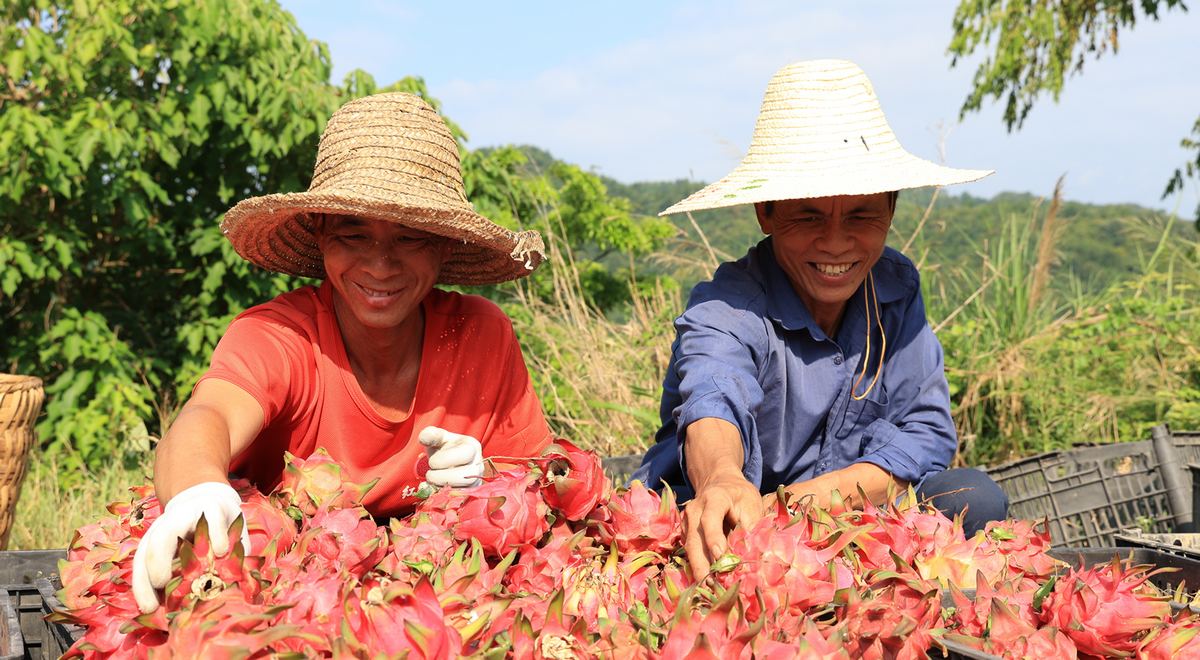 火龍果采收上市。