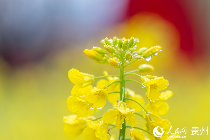 盛開的油菜花。人民網記者 涂敏攝