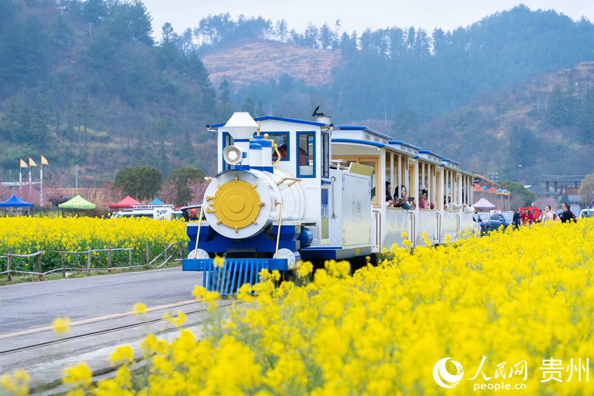 觀光車載著游客在油菜花海中穿行。人民網記者涂敏攝