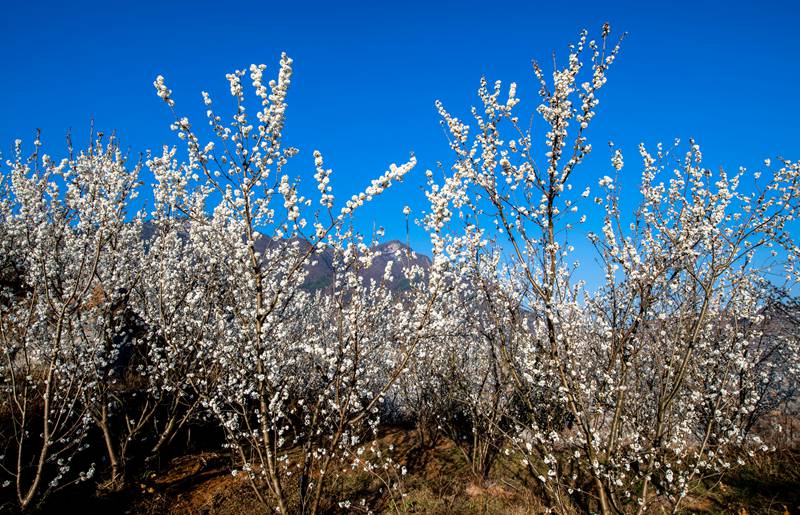 又是櫻桃花開時(shí)。初春時(shí)節(jié),赫章縣六曲河鎮(zhèn)10000多畝櫻桃花競(jìng)相綻放,正是賞花好時(shí)節(jié)。李學(xué)友 攝