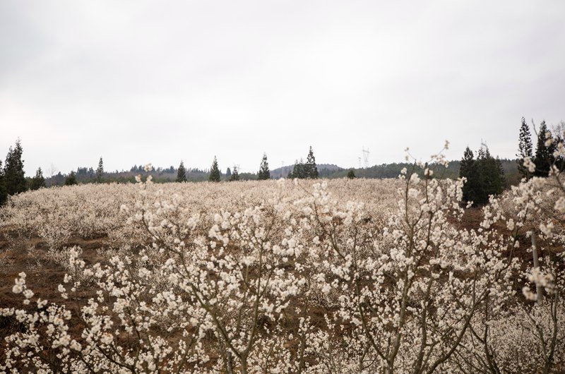 又是櫻桃花開時(shí)。初春時(shí)節(jié),赫章縣六曲河鎮(zhèn)10000多畝櫻桃花競(jìng)相綻放,正是賞花好時(shí)節(jié)。李學(xué)友 攝