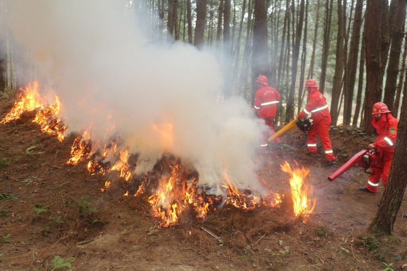 南龍鄉應急救援隊員協同作戰滅火。