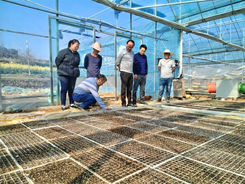 農技專家對紅楓湖鎮右二村辣椒育苗進行現場指導。.jpg