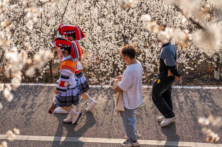 游客穿行于櫻花樹之間。羅大富攝
