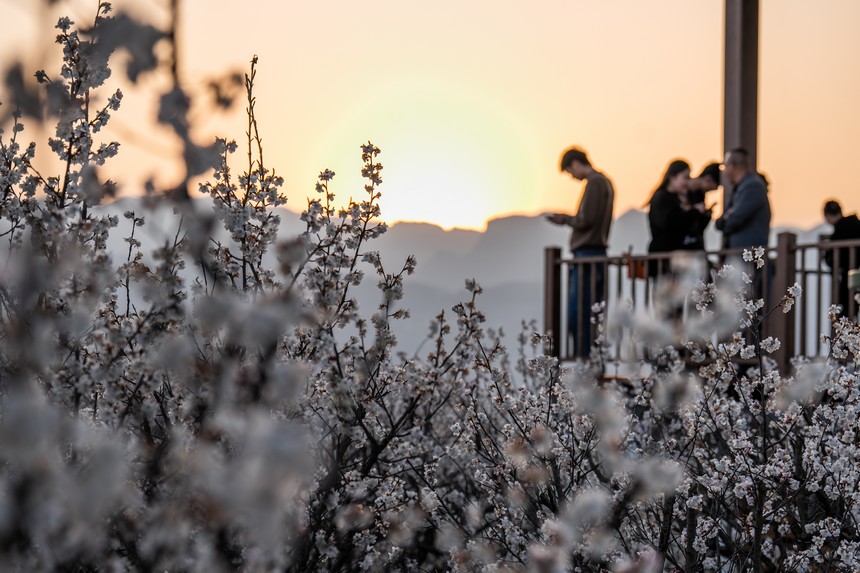 游客前來厙東關鄉陶營村觀賞盛開的櫻桃花。羅大富攝