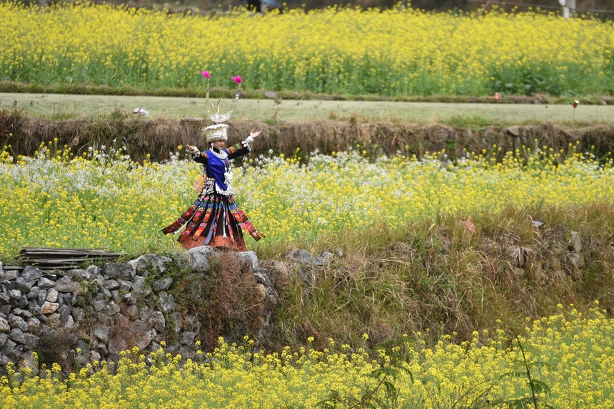 3月10日，游客在油菜花叢中游玩。凱尚宇攝