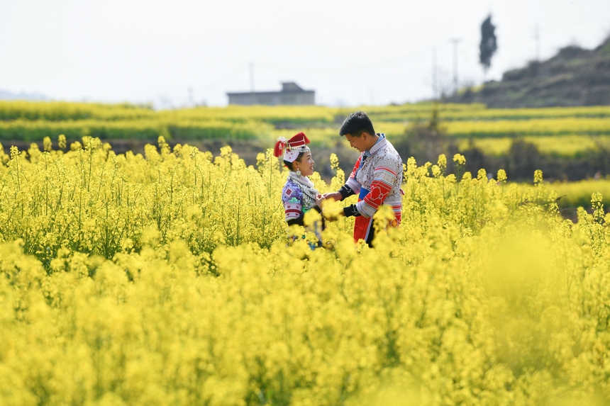 黃平油菜花開引客來。