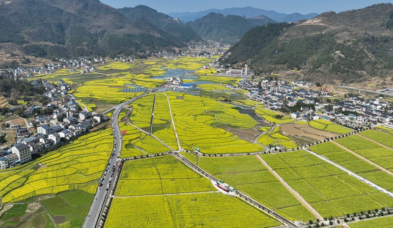 1、綏陽萬畝油菜花田。李前勇 攝.jpg