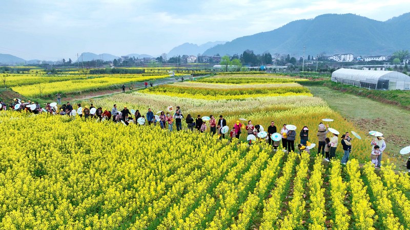 2、綏陽油菜花田。徐進 攝.JPG
