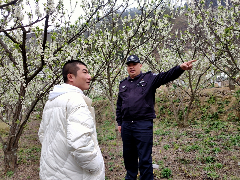 為賞花群眾指路。