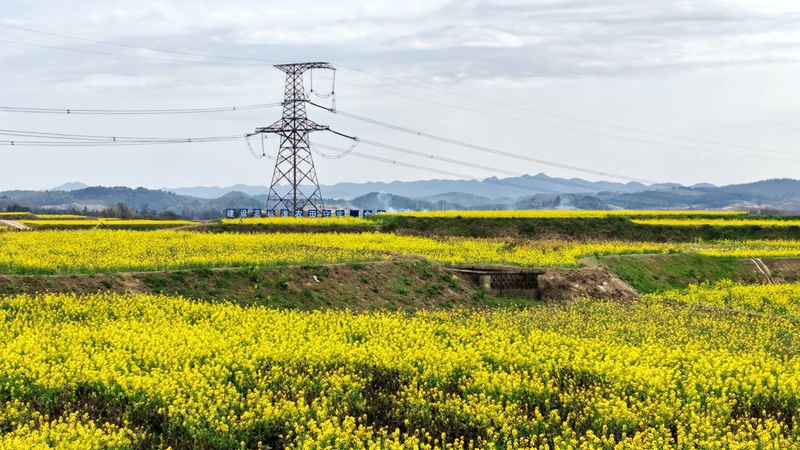 修文縣久長街道高標準農田（清江清水片區），映入眼簾的是一片片金黃的油菜花海 修文縣融媒體中心陳祺 攝.jpeg