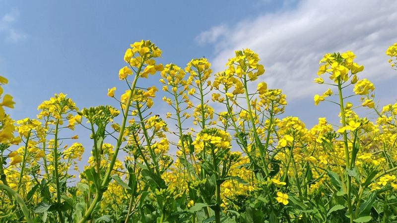 油菜花隨風(fēng)搖曳,為春天的鄉(xiāng)村增添魅力與活力 修文縣融媒體中心陳祺 攝.jpeg