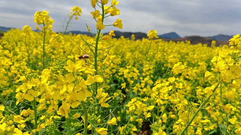 油菜花田中蜜蜂也正在忙碌著 修文縣融媒體中心陳祺 攝.jpeg