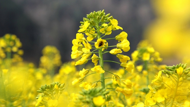 蜜蜂正在油菜花花朵上采蜜 。姜繼恒 攝.jpeg