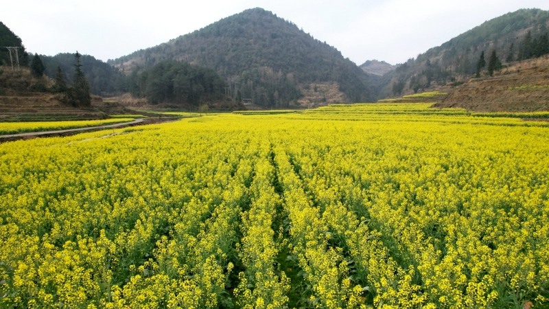 油菜花一行行、一塊塊有序排列。姜繼恒 攝.jpeg