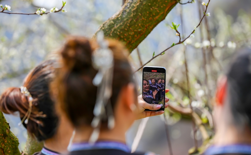 2024年3月12日，游客在貴州省黔南布依族苗族自治州羅甸縣羅悃鎮李子基地賞花、拍照。