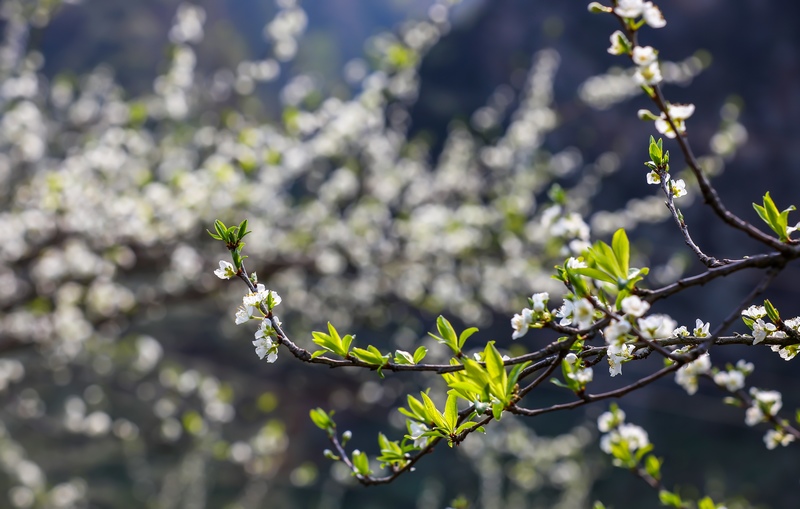 2024年3月12日拍攝的貴州省黔南布依族苗族自治州羅甸縣羅悃鎮(zhèn)的李花。