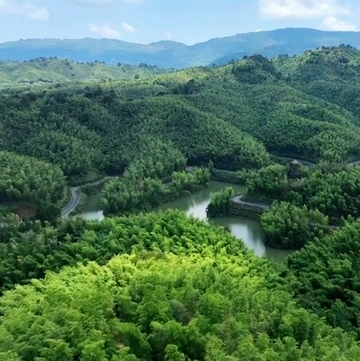 4株竹苗成就赤水萬畝竹海