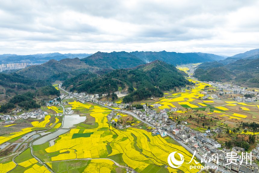 航拍貴州省金沙縣板橋社區(qū)的千畝油菜花。人民網(wǎng)記者 涂敏攝