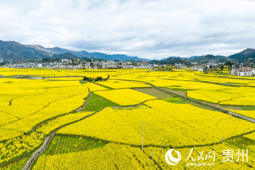 航拍貴州省金沙縣板橋社區(qū)的千畝油菜花。人民網(wǎng)記者 涂敏攝