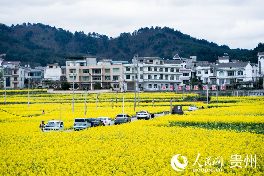 游客駕車前來賞花踏青。人民網 顧蘭云攝