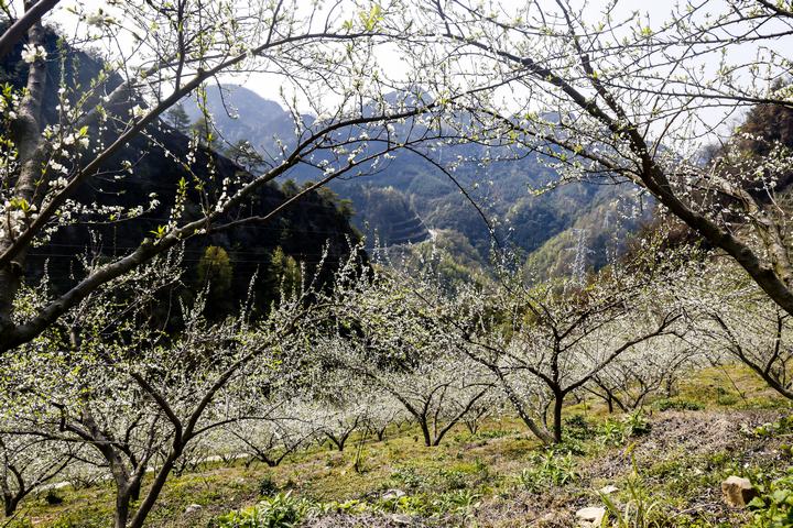 羅悃鎮(zhèn)蜂糖李種植基地一角。