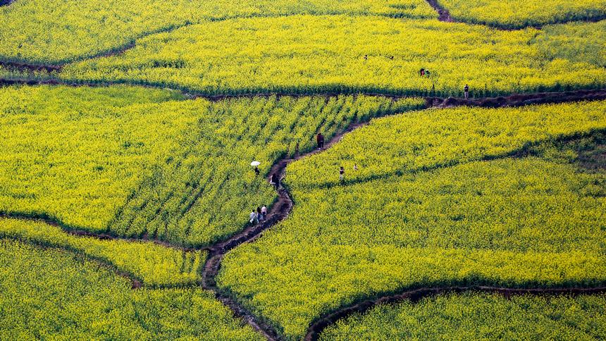 3月18日拍攝的水城區(qū)陡箐鎮(zhèn)梅子關(guān)村油菜花海。