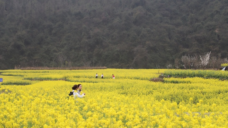 活動(dòng)當(dāng)天游客在田間拍照 文俊入 攝.jpg