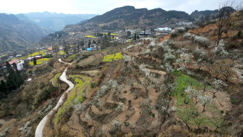一株株李花純白如雪,分散在田間土坎上和村民的房前屋后。姜繼恒攝