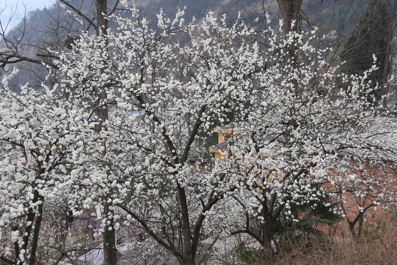 種植面積在3500畝左右。姜繼恒攝