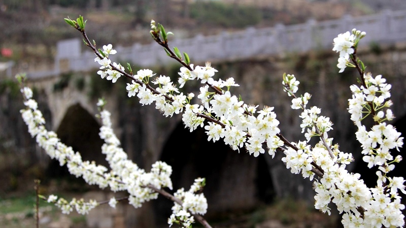 河岸邊，一大片山坡儼然成了花的海洋，素白的李花一簇簇綻滿枝頭。姜繼恒攝