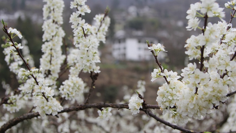 千樹萬樹蜜李正以時不我待的姿態，沐浴在和煦的春風中爭相怒放。姜繼恒攝
