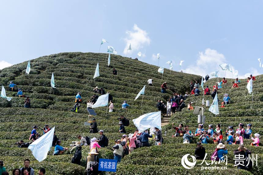 2024年都勻毛尖茶開采節現場。人民網記者 涂敏攝