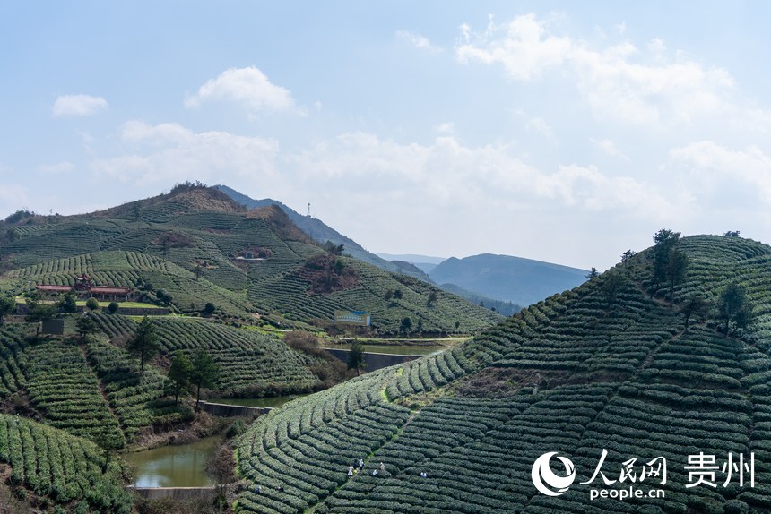 貴州省黔南州都勻市毛尖鎮坪陽村螺絲殼茶山。人民網記者 涂敏攝