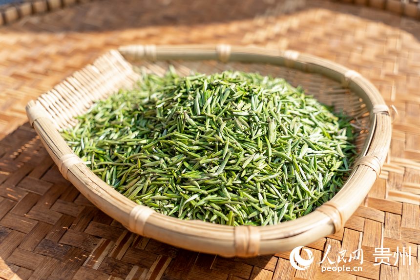 活動現場采摘的茶芽。人民網記者 涂敏攝