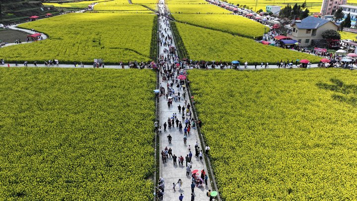 圖為游客們漫步油菜花田。
