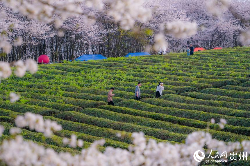 游客走在茶園中賞花。人民網(wǎng) 陽茜攝