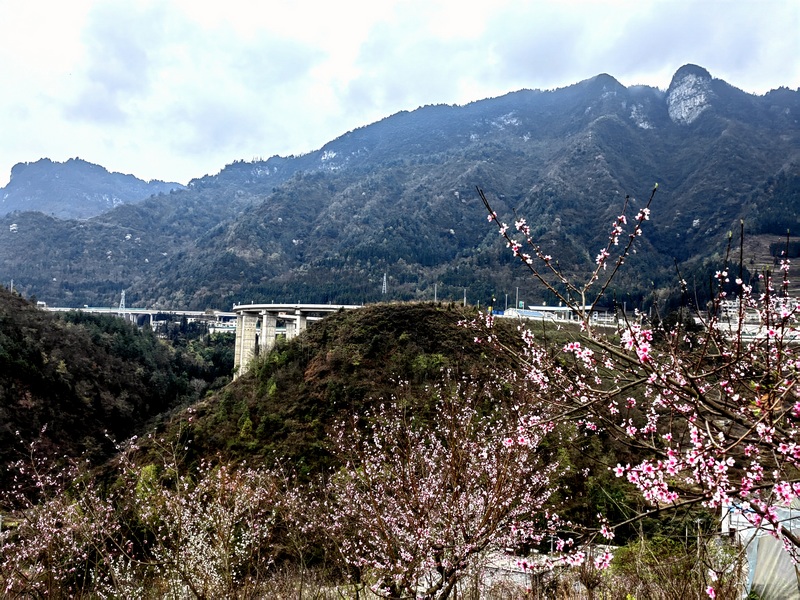 赫章縣野馬川鎮(zhèn)前山村桃李爭春。王永勝攝