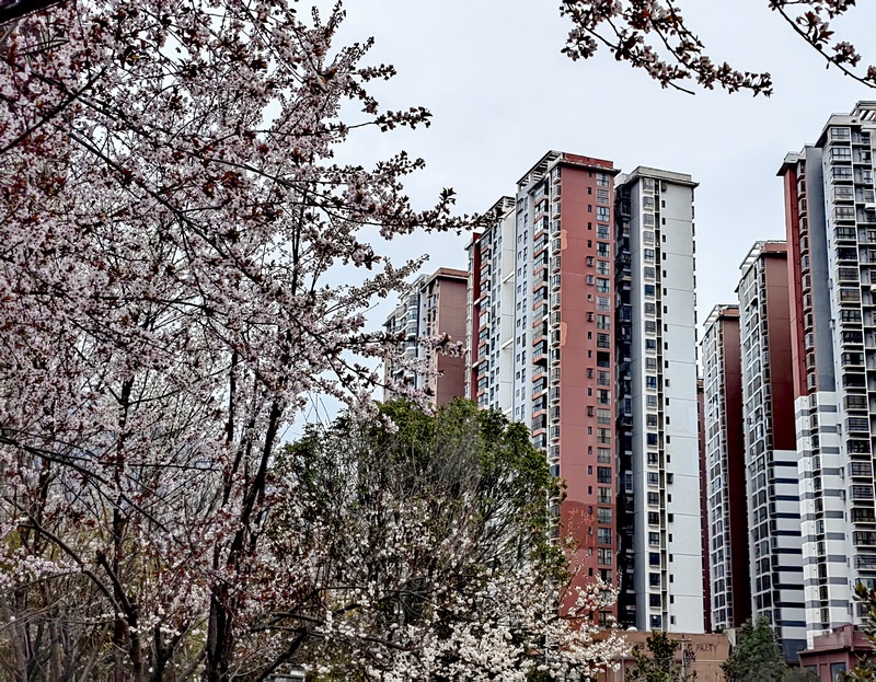 赫章縣西城景觀河道旁盛開的紫葉李花。王永勝攝