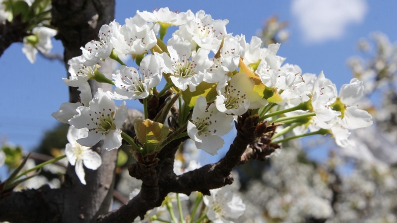 梨花競相綻放 修文縣融媒體中心李宇 攝.jpg