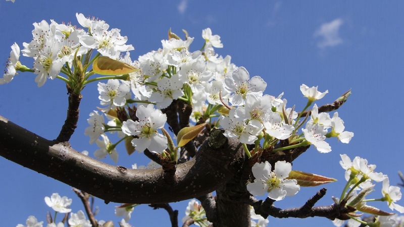 枝頭上的梨花與天空交相輝映 修文縣融媒體中心李宇 攝.jpg