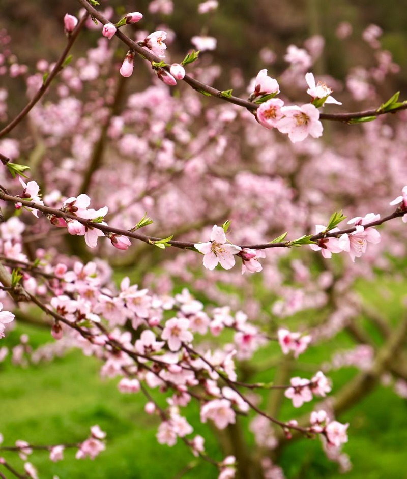 桃花盛開。陳添祥攝