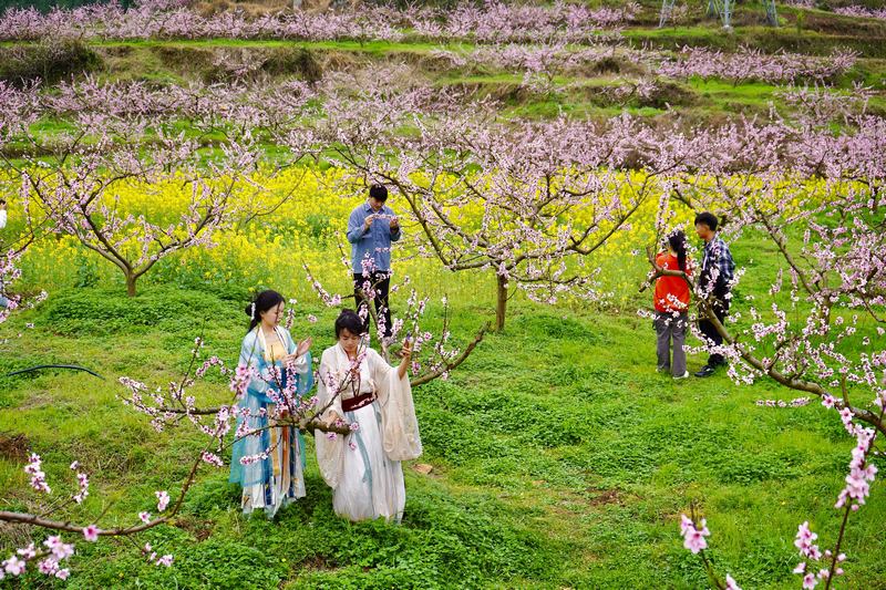 游客們在桃花園里漫步。陳添祥攝