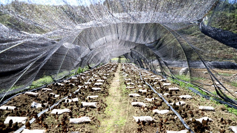 一朵朵飽滿肥碩的羊肚菌爭相破土而出，為春日大地增添了一抹豐收的喜悅。 修文縣融媒體中心伍維玉 攝.jpg