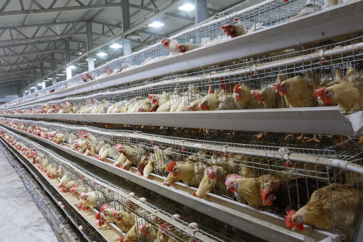 養(yǎng)雞場(chǎng)。彭郡攝